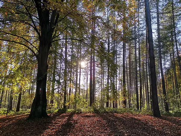 Coaching in der Natur - Veränderung beginnt in mir